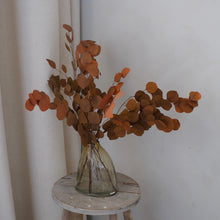 将图片加载到图库查看器，Preserved Silver Dollar Eucalyptus - Orange
