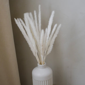 Mini Pampas Grass - White