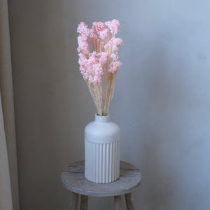Preserved Rice Flower - Light Pink