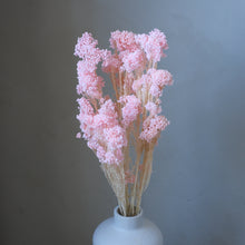 将图片加载到图库查看器，Preserved Rice Flower - Light Pink
