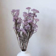 将图片加载到图库查看器，Preserved Rice Flower - Purple
