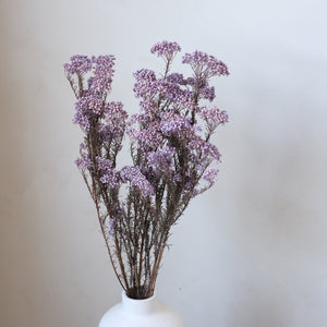 Preserved Rice Flower - Purple