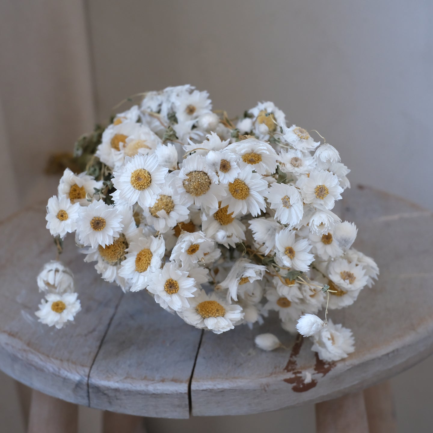 Dried Rodanthe | Dried daisies