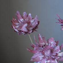 将图片加载到图库查看器，Sulphurea Flower (Pack of 5)
